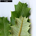SpeciesSub: var. splendens